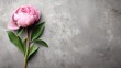 © Paman - Single pink bloom with green leaves rests against a textured gray background