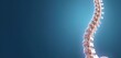 © Pete - Human spine with detailed vertebrae structure against a blue gradient background. Shows bone anatomy, medical science, and body support. Represents health, posture, and skeletal system elements.