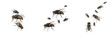 © NigCocu - Swarm of blister flies Psilidae isolated on white background, slender flies, insect cluster macro, flying Psilidae swarm, plant-feeding flies, pest fly swarm photography, dipteran insect swarm
