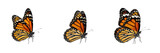 Monarch butterfly set, orange Danaus plexippus collection for nature and garden design, flying insect wildlife specimens, isolated on white background, PNG cutout
