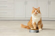 © Pixel-Shot - Cute cat sitting near bowl with dry food at home