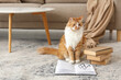 © Pixel-Shot - Cute cat with books on carpet at home