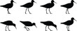 © VectoBloom - Shorebird silhouette poses collection, coastal wading bird walking and feeding set, wildlife nature vector isolated illustration