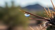 © Ali - Close-up of Water Droplet on Cactus Thorn in Natural Desert Environment