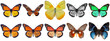© Shani - Photograph of a vibrant collection of diverse butterfly species showcasing their beautiful wings and patterns isolated.