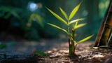 Fresh Bamboo Shoot Growing Amidst Lush Tropical Forest Lighting