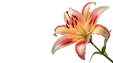 Lily flower with pink and yellow colors  isolated on transparent background cut out