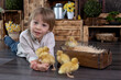 © Tomsickova - Beautiful preschool child, boy, playing with ducklings at home