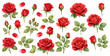© liana - A charming watercolor collection of red roses featuring blooming flowers, buds, petals, and green leaves illustrated in a classic botanical style.