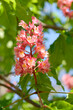© nahhan - Red horse chestnut flowers - Latin name - Aesculus x carnea