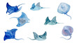 © BN studio - Hand drawn watercolor manta ray illustration, graceful swimming marine life, ocean blue