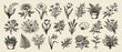 © Art Collection3 - Grunge minimal charcoal or chalk spring summer flower collection. Vector illustration of ink hand drawn wild herbs set. Wax crayon drawing style. Floral silhouette elements for scrapbooking design.