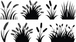 © SHAPLAKHATUN - Black silhouette of wheat stalks and wild grass meadow plants isolated on a white background for farm agriculture design nature vector illustration element.