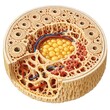 © SSS Studio - Cross Section Anatomical Illustration of Human Bone Structure showing Osteons, Bone Marrow, and Blood Vessels
