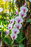 White orchid flower blooming on tropical garden plant with soft natural background and sunlight