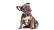 © Sindre - Isolated curious lilac French Bulldog puppy tilting head, looking at camera attentively