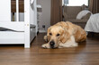 © Michal - Golden retriever dog resting near baby crib