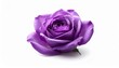 © Argiduna - Rosa morada en plena floración aislada sobre fondo blanco neutro con iluminación de estudio. Imagen elegante y minimalista que simboliza misterio, elegancia y belleza natural.