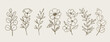 © TetianaKotova - Vector hand-drawn set of flowers and leaves line art. Design for wall art, greeting cards, posters, stickers, package, logo, herbal tea and cosmetics.