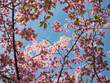 © かめです - 春の息吹。見上げる空を彩る満開の河津桜