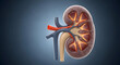 © Boss - Cross Section Anatomical Illustration of a Human Kidney with Glowing Inner Vessels
