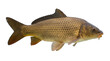 © Sofix - Vibrant common carp fish with shimmering golden scales, a freshwater aquatic animal, captured in a detailed side view, isolated PNG, perfect for design