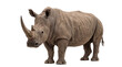 © Sofix - Powerful adult white rhinoceros standing, full body view of the massive African mammal with thick wrinkled skin and a prominent horn, isolated PNG