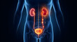 © solom - 3D medical illustration of the human male urinary system showing kidneys bladder and ureters with glowing red highlights representing pain infection or kidney stones