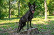 © Masarik - Full body black german shepherd standing with front paws on a tree stump in a wooded park, alert ears up and tongue out, sunlit leaves green grass, dirt path and soft bokeh in late afternoon sunlight