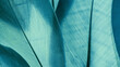 © yrabota - Nature pattern of bird feathers, beautiful natural texture with subtle detail, green blue teal feather closeup banner. Abstract plumage macro. Smooth gradient geometric lines beauty-inspired visuals.