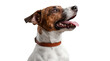 © Emma - close-up portrait of a happy jack russell terrier dog with mouth open and tongue out, looking to the side with bright eyes, isolated on white background