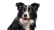 © Irene - black and white border collie dog portrait, panting with tongue out, looking to the side against a transparent background, ideal for graphic design.