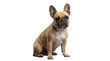 © Nadine - french bulldog dog sitting calmly and looking forward, studio portrait on a pure transparent background, detailed pet photography