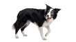 © Kathryn - isolated action shot of a border collie dog walking with its tongue out on a transparent background, perfect for digital designs.