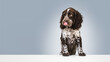 © Lustre Art Group  - Dog portrait in studio licking nose with curious expression on pastel background, suitable for pet food branding, nutrition campaigns and animal product advertising visuals.