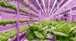 © lianlian liang - Modern hydroponic agriculture facility growing organic vegetables under LED lighting