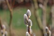 © leomalsam - Willow catkins in spring time