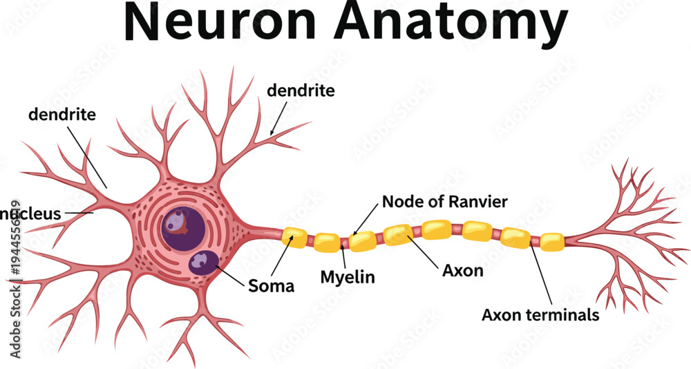 Image vectorielle Stock Neuron anatomy diagram labeled nerve cell ...