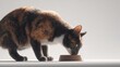 © jemb - Tortoiseshell cat bends down to eat from a simple bowl.