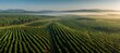 © spyrakot - Panoramic Aerial Eucalyptus Plantation Rows Forming Organic Agricultural Patterns Across Landscape M