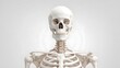 © kirania - Anatomical Human Skeleton Front View Medical Illustration.