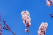 © Scott Mirror - 青空に映える満開の杏（アンズ）の花 春の訪れと自然の美しさ