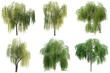 © Feroz Qazi - Weeping willow trees with drooping branches and lush green foliage.