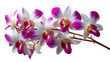 © yeewa - Orchid Blossom Beauty: Captivating the delicate beauty of a vibrant orchid branch. Showcasing the intricate petals and the artful interplay of colors, an image that evokes a sense of serenity.