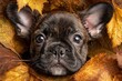 © MKS - A cute French Bulldog poses in a heap of autumn leaves, relishing a playful moment amid colorful fall foliage