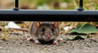 © SHARMIN - Brown rat peeking out from under a black metal bar on gravel animal rodent