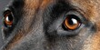 © Ilja - Stunning Belgian Malinois Portrait with Expressive Gaze Against a Clean Gray Studio Backdrop