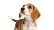 © Lyra - Isolated cute beagle puppy standing and looking up, sweet innocent young dog portrait