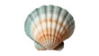 © Ari - Isolated vibrant scallop seashell with beautiful ribbed texture and natural colors