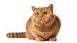 © Ari - Isolated cute fluffy orange British Shorthair cat sitting, looking forward with big golden eyes